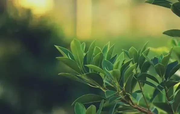 ЎЗБЕКИСТОН ФЕРМЕРЛАРИ КЕНГАШИНИНГ М У Р О Ж А А Т И