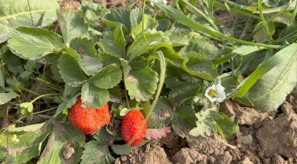 Тўқсонбости маҳсулотлари юқори даромад гарови