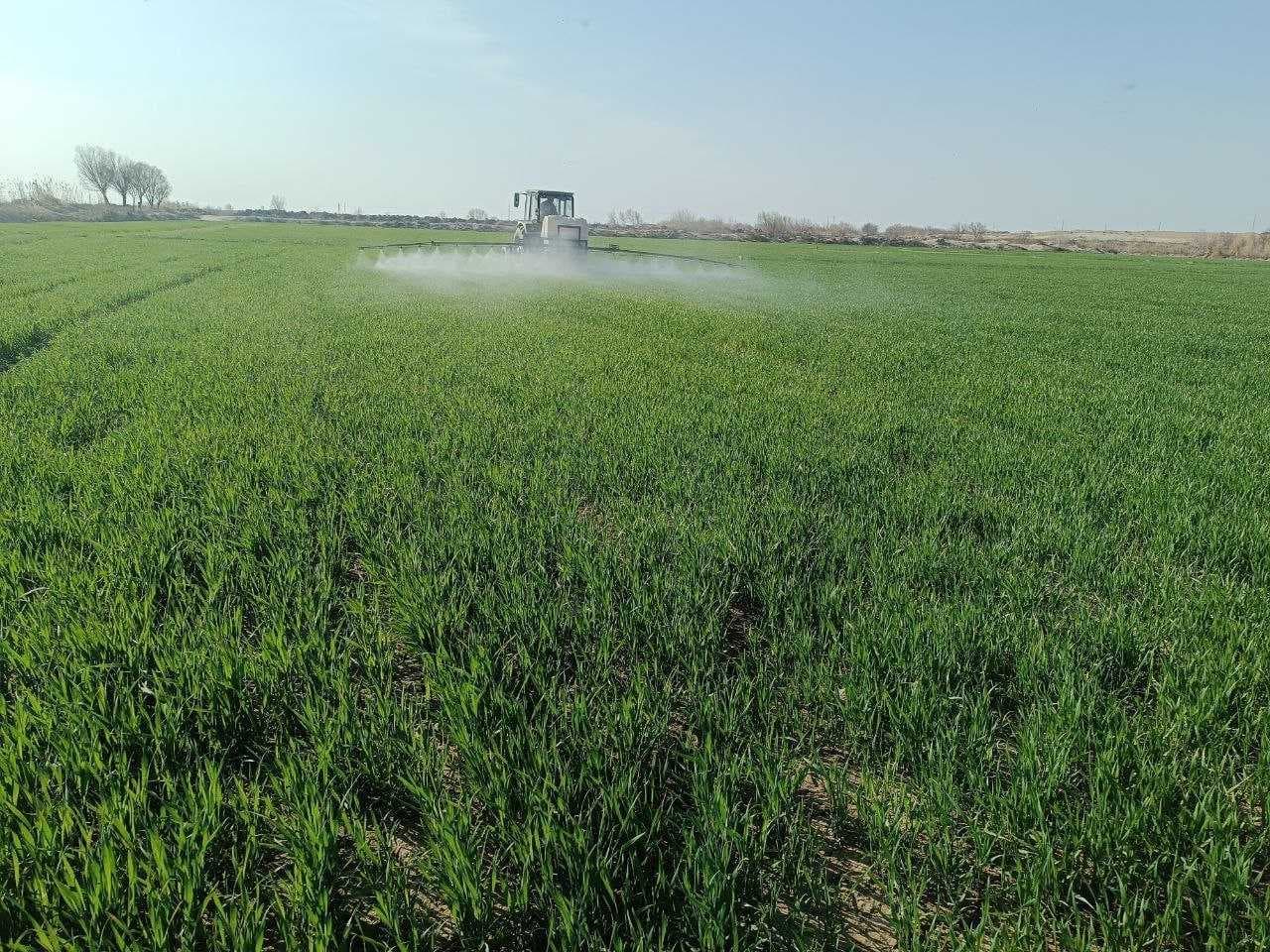 G‘alla parvarishida muhim bosqich: dalalarda oziqlantirish ishlari jadallashdi